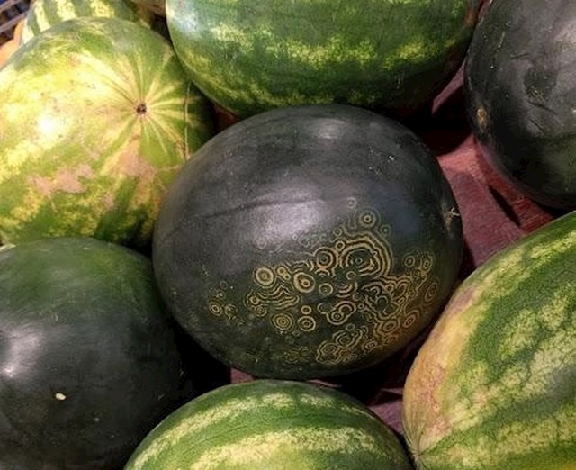 Ovaj prekrasni ukras zapravo je "zločin" mozaik virusa lubenice.