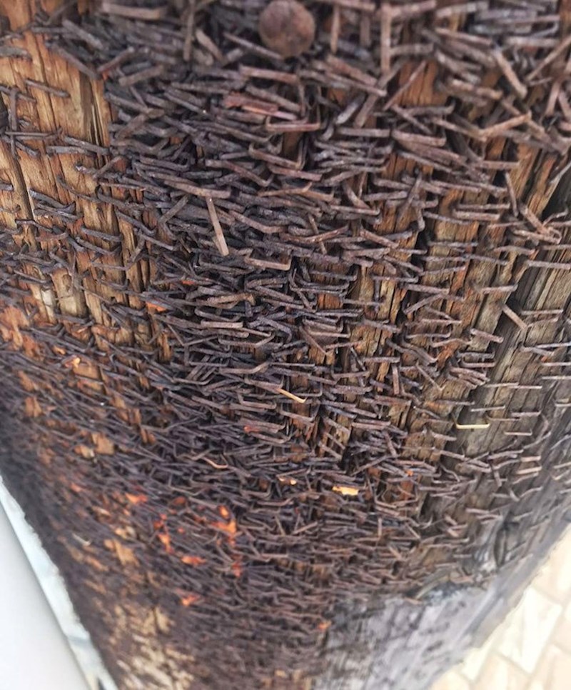 Evo što se dogodi s drvenom banderom kad ljudi desetljećima klamericom postavljaju svoje oglase na nju...