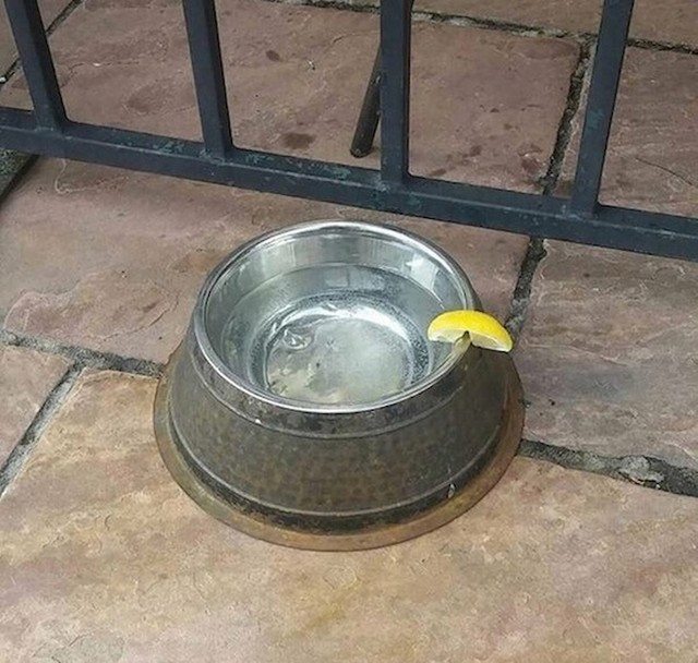 Ono kad konobar nastoji udovoljiti i životinjama...