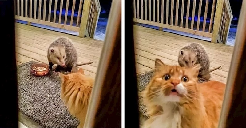 "Mama, ovaj striko mi je ukrao ručak!"