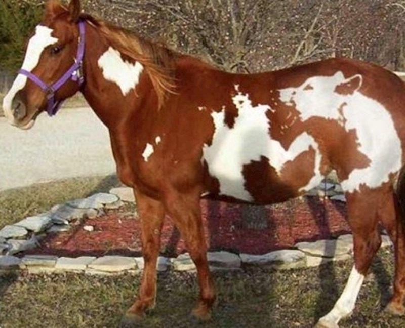 Je li moguće da ovo stvarno nije montaža? Pogledajte šare na ovom konju.