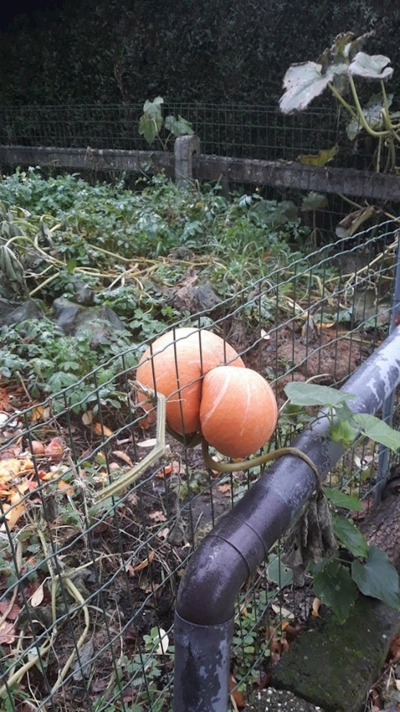 "Ova bundeva se provukla kroz ogradu te nastavila rasti na drugoj strani."