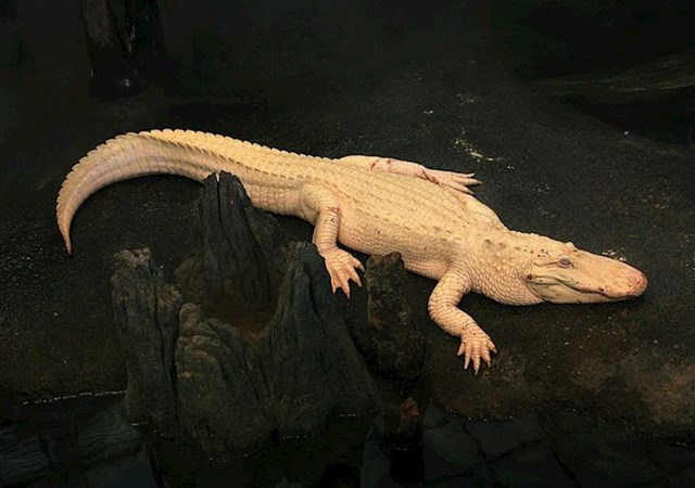 I krokodili mogu biti albino.