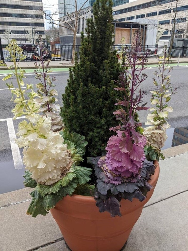 Što se dogodi s ukrasnim kupusom ako pustite da raste koliko hoće...