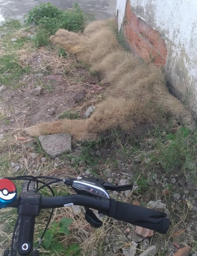 Ova trava izgleda kao velika mačka koja leži.