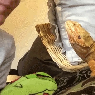 Vlasnik se "posvađao" s ljubimcem, pogledajte kako je njegov gušter reagirao na provokacije