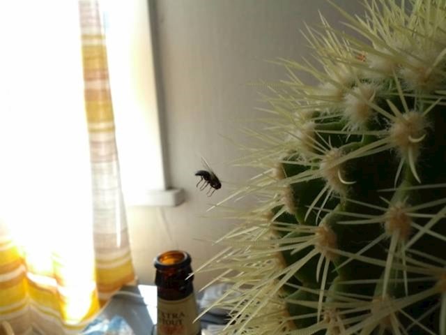 Ova muha stvarno nije imala sreće.