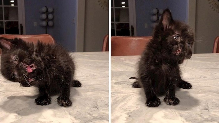 VIDEO Ova maca je rođena s dva lica, uspjelo joj je nešto što nitko nije očekivao
