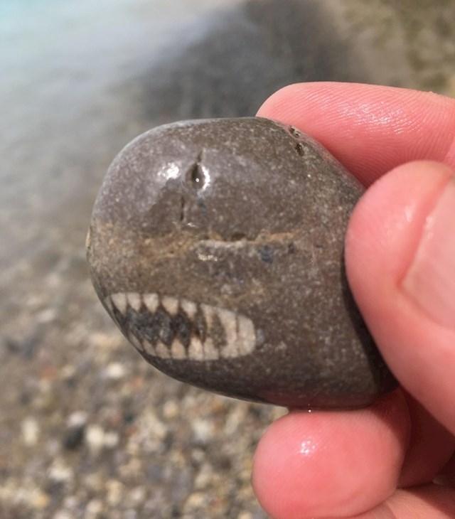 Jeste li ikad vidjeli kamen koji izgleda kao morski pas?