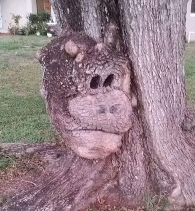 "Zašto ovo drvo na sebi ima glavu majmuna?"