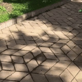 Dobro odgojeni pas je tijekom šetnje vidio smeće na putu, pogledajte što je učinio