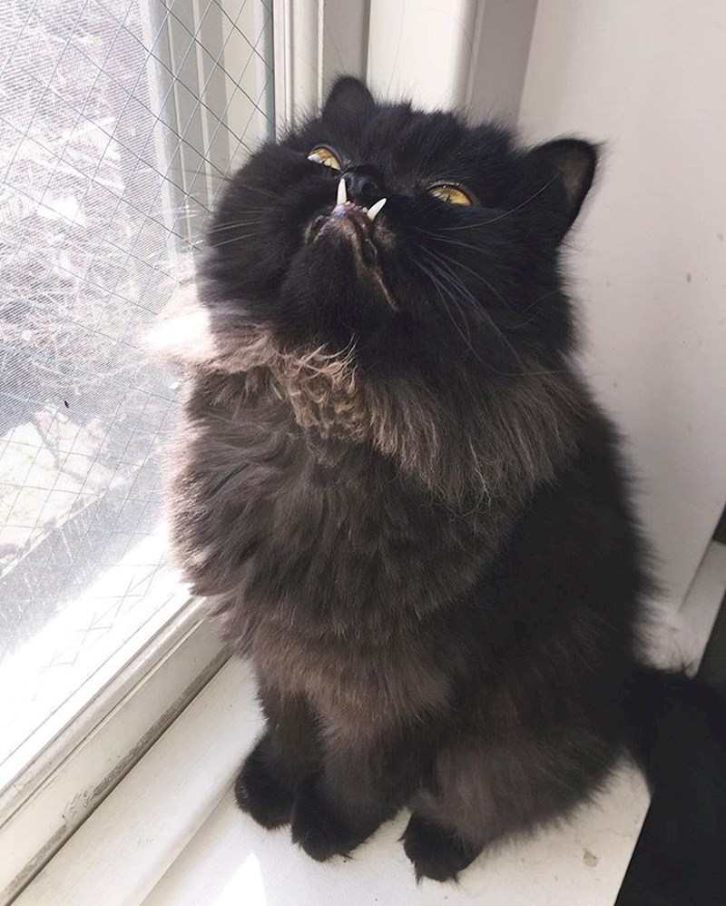 "Što je? Bojiš se ovih zubi? Znam..."