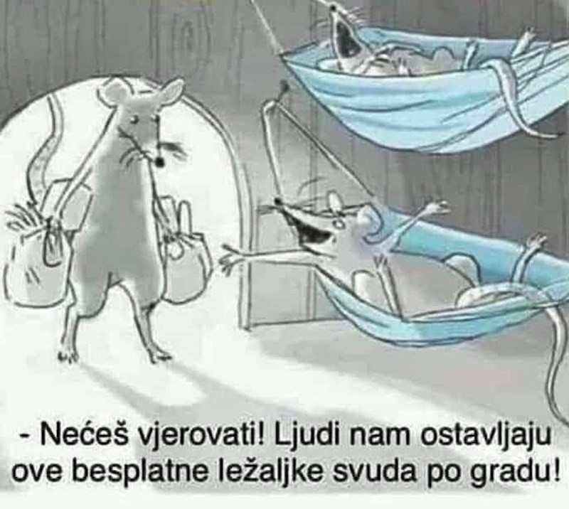 Evo zbog čega miševi uživaju u vrijeme koronavirusa