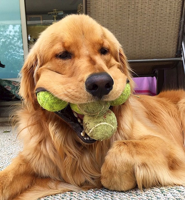 Rekord se odnosi na pse koji mogu u svoja usta smjestiti najviše loptica za tenis. Trenutni rekorder je zlatni retriver Augie koji je svoju titulu dobio 2003. godine. Tad je uspio ugurati 5 loptica u usta.