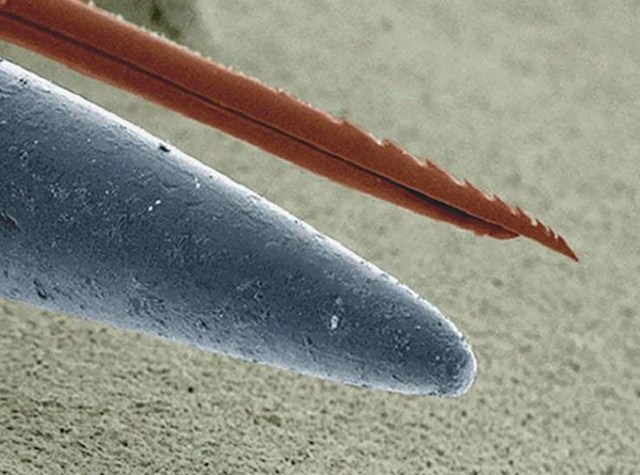 Mikroskopska slika pčeline bodlje (gore) i šivaće igle (dolje)