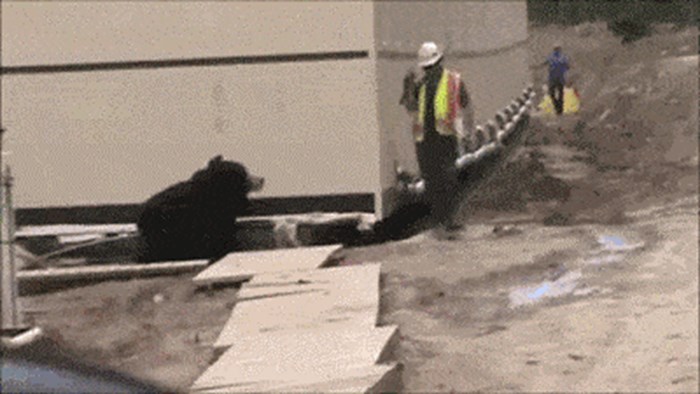 Radnik se uplašio kad je odjednom naišao na medvjeda, kasnije je shvatio što se zapravo događa