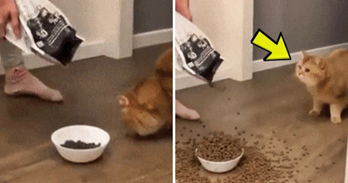 Mačka je mislila da joj je vlasnica pukla, pogledajte kako je reagirala kad joj je davala hranu