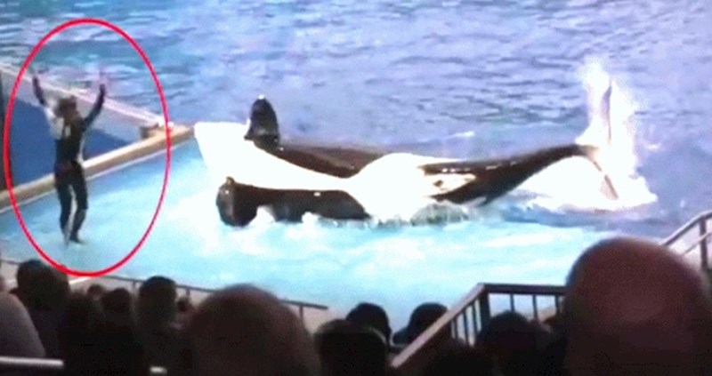 Žena je izvodila trik s kitom ubojicom, dogodilo se nešto što nije očekivala