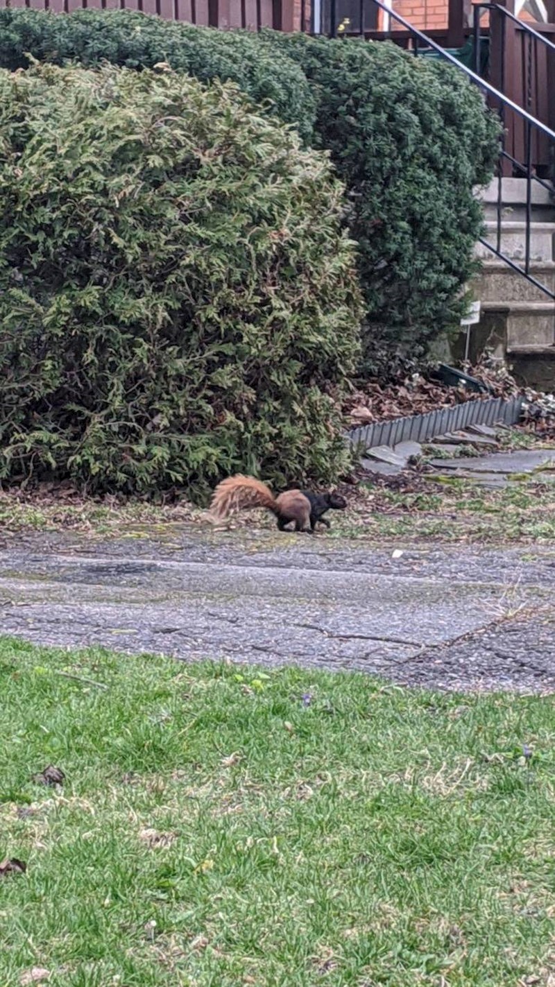 "S druge strane ceste sam vidjela dvobojnu vjevericu!"