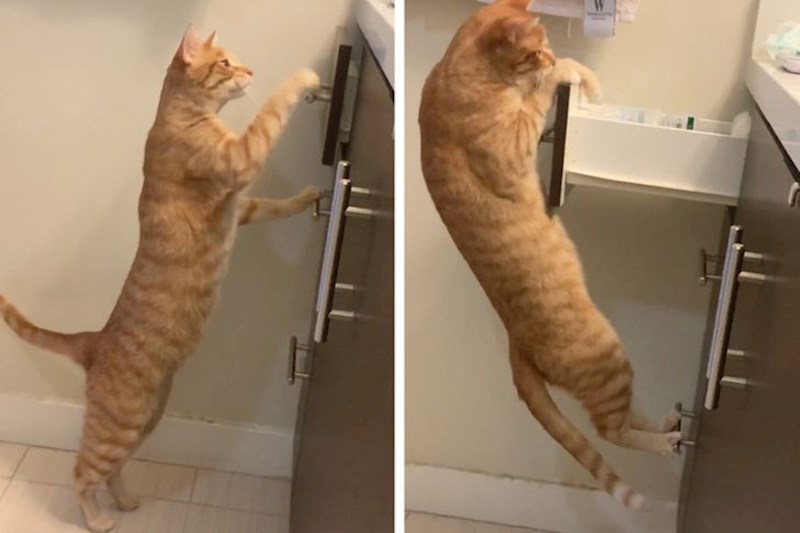 "Moja mačka je primijetila da svaki put nešto ostavljam u ladice pa ih je naučila otvarati..."