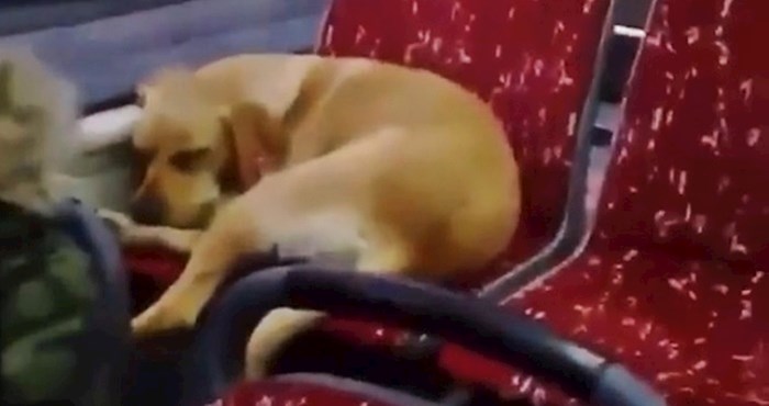 VIDEO Vozač je dopustio promrzlom psu da uđe u gradski autobus, njegova reakcija topi i najhladnija srca