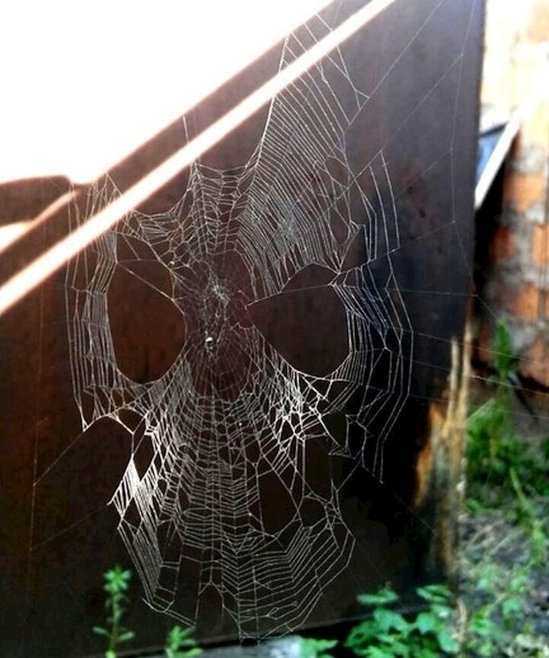 Pauk je napravio paučinu koja izgleda kao mrtvačka glava.