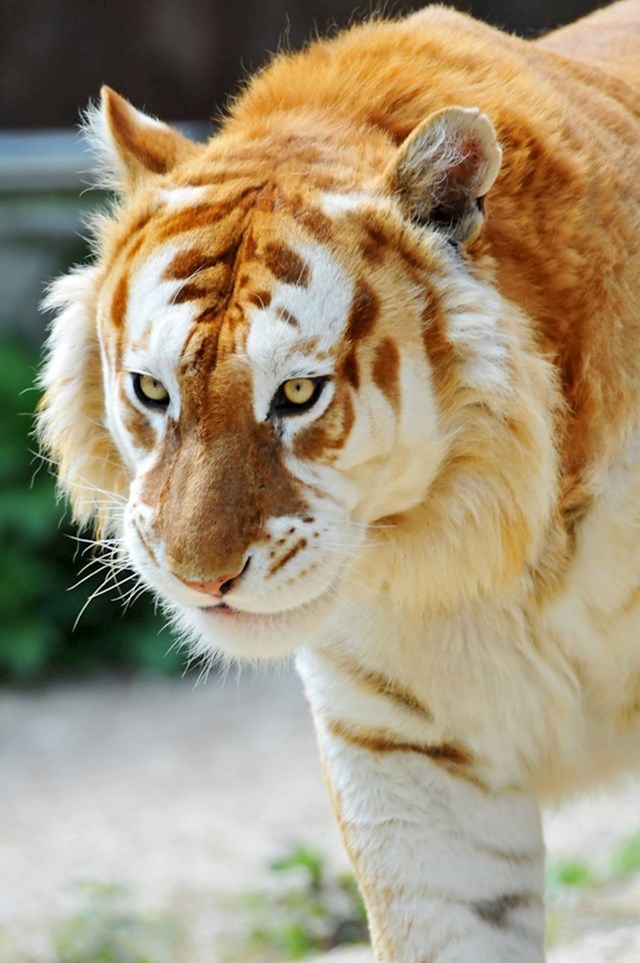 Ovaj tigar je primjerak vrlo rijetke vrste "zlatnih tigrova". Procjenjuje se da ih je ukupno još 30-ak.
