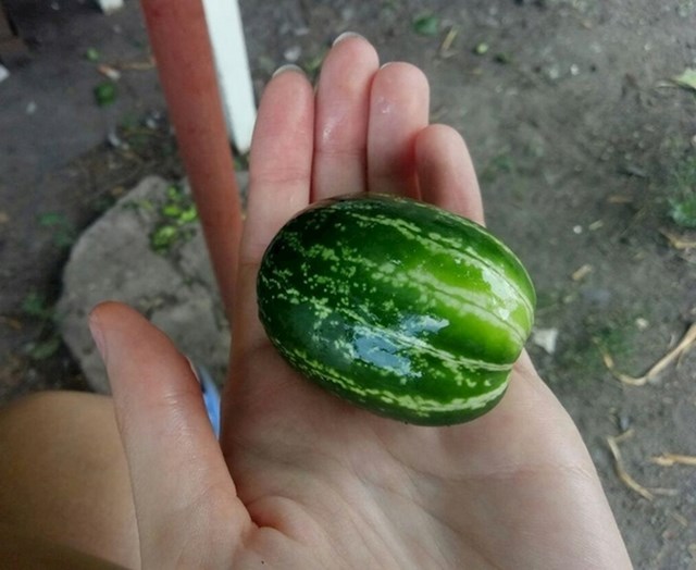 Ova lubenica nije velika, ali je domaća! :)