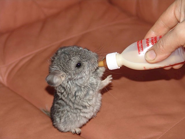 Chinchilla bé