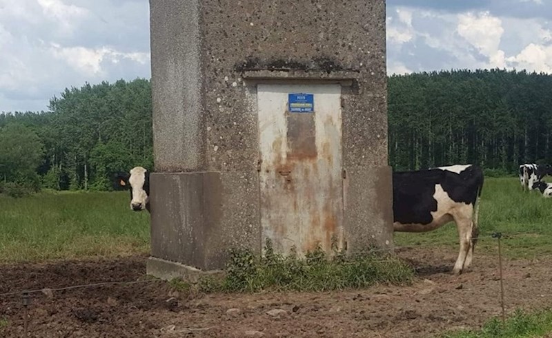 Zašto je ova krava toliko dugačka? ;)