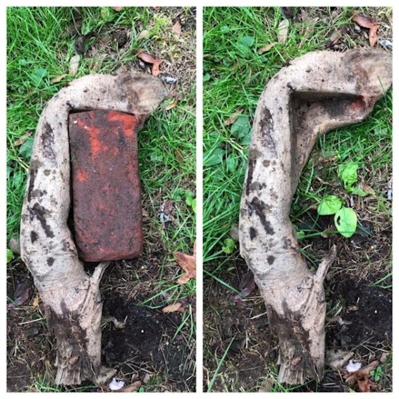 "Ovako izgleda korijen drveta koji je rastao oko cigle."