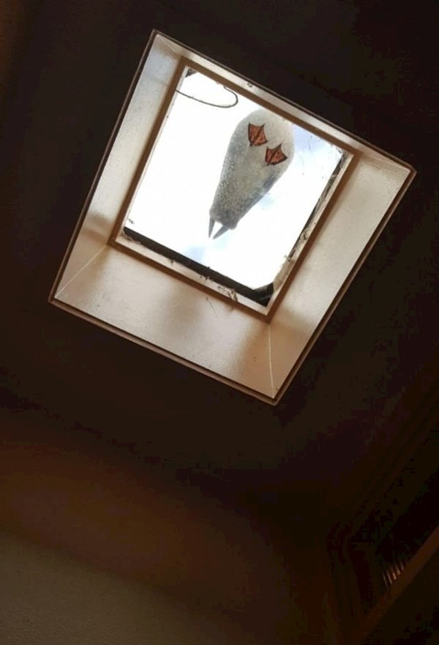 "U kupaonici sam vidio galeba koji je odmarao na našem krovnom prozoru."