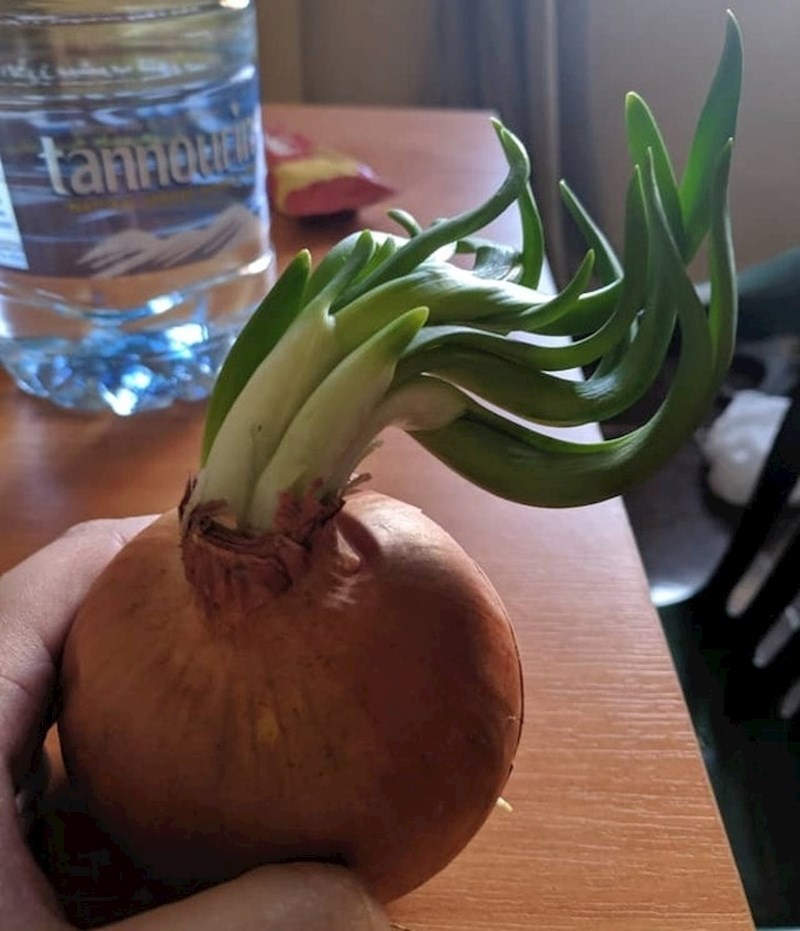 "Zaboravila sam da sam imala luk u jednoj plastičnoj posudi u kuhinji. Evo kako je izgledao nakon 2 mjeseca."