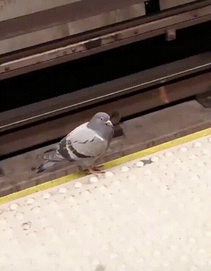 Suicidalnog goluba nije previše zanimao nadolazeći vlak, reagirao je na jako čudan način