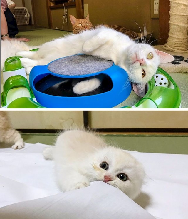 Ovaj hotel u Japanu nudi gostima mačke s kojima se u slobodno vrijeme mogu igrati.