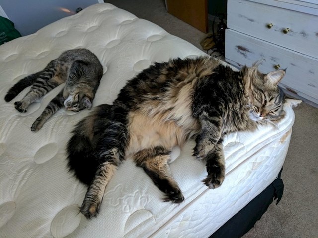 Usporedba Maine Coon mačke i američke kratkodlake mačke