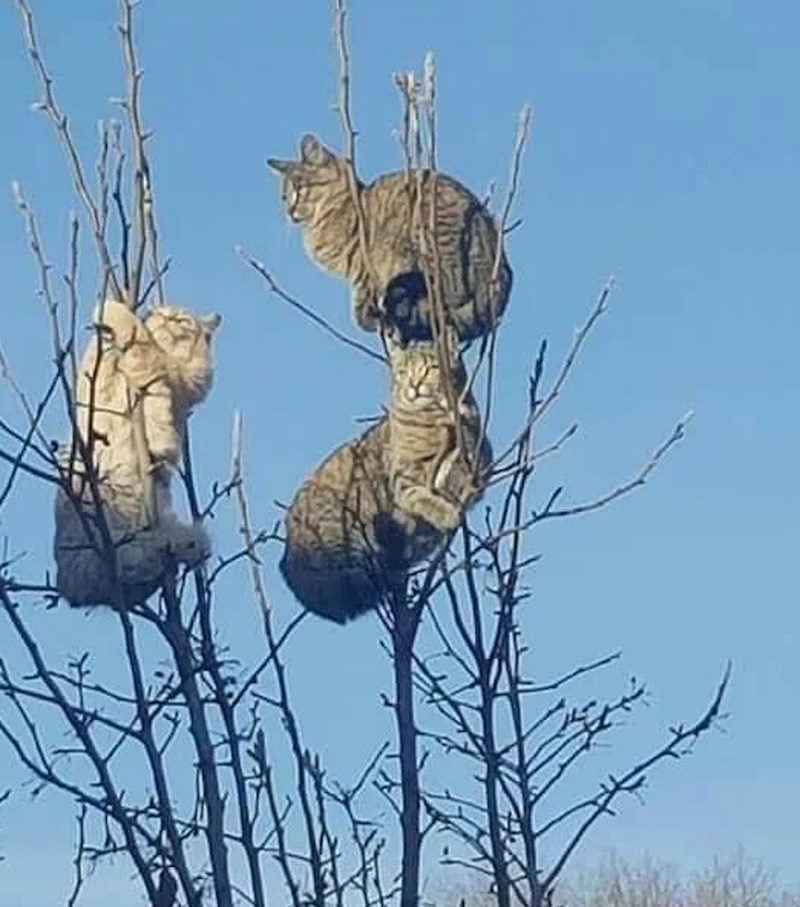 "Zna li netko kakva je ovo vrsta ptica?"
