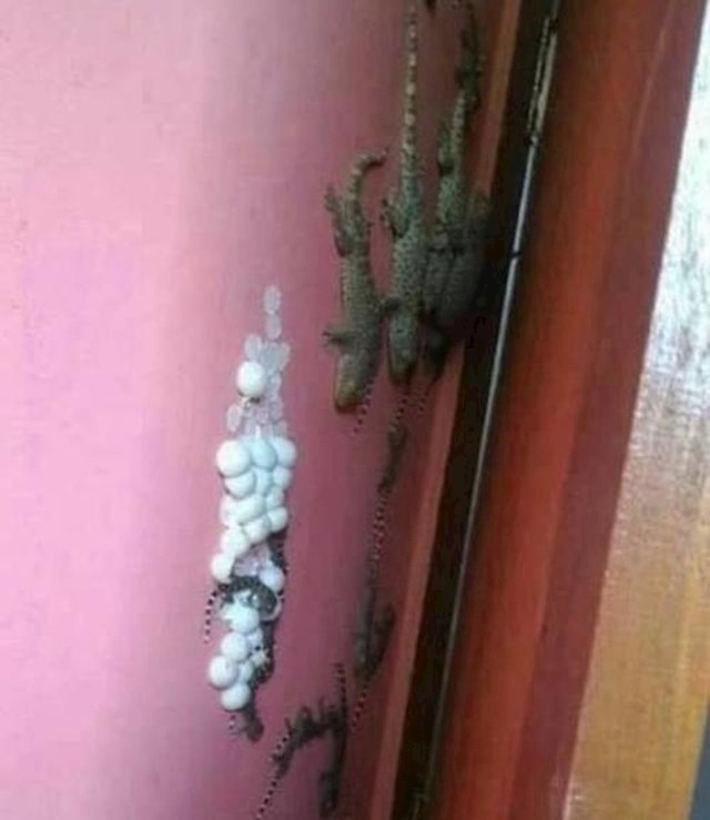 Ono kad pronađeš još jednu obitelj u svojoj kući...