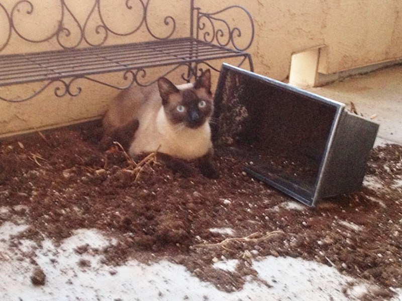 "Mačak me jutros probudio. Imao je iznenađenje."