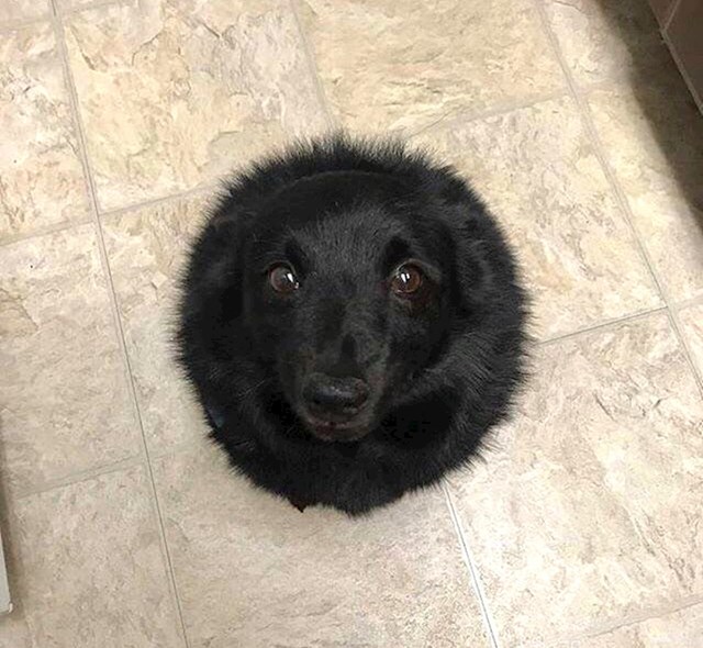 Ovaj pas na fotki izgleda kao crna lopta s licem.