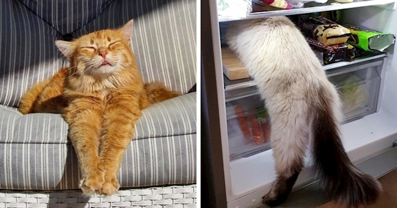 15 mačaka zbog kojih ćete ovaj dan započeti s osmijehom na licu