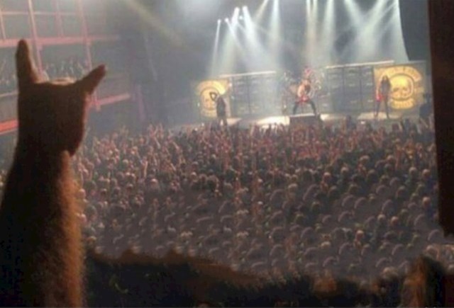 Što mačka radi na rock koncertu?