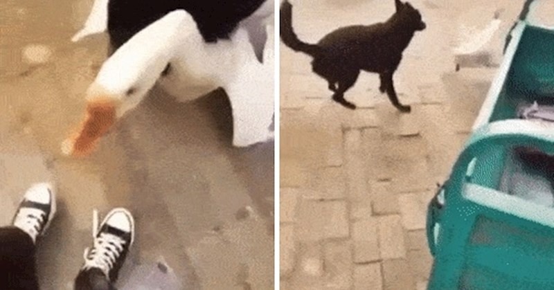 Pas je vlasnicu jedva obranio od guske koja od jedne stvari nikako nije htjela odustati