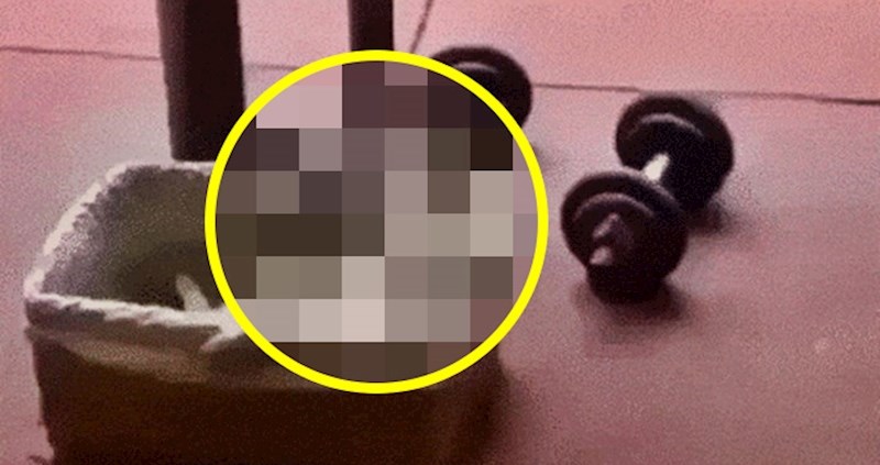 Mačka je sebi umislila da uživa u jacuzziju? Vlasnica je snimila urnebesnu scenu