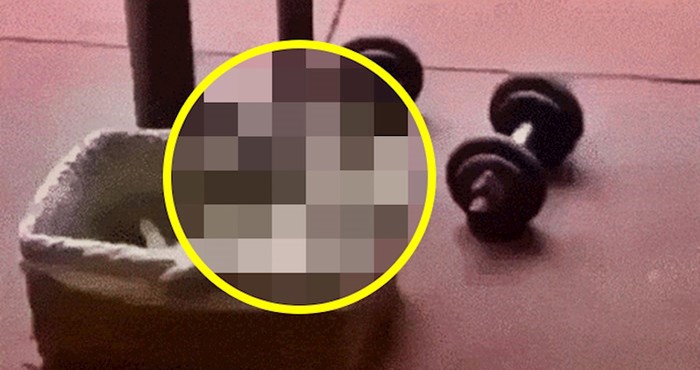 Mačka je sebi umislila da uživa u jacuzziju? Vlasnica je snimila urnebesnu scenu