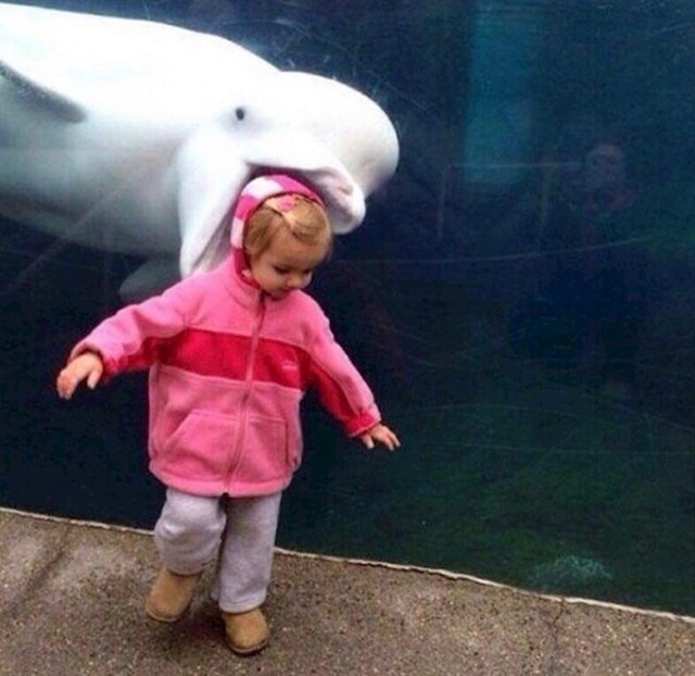 Beluga kitovi su na internetu postali poznati po tome što vole trollati djecu.