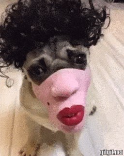 Svom psu je stavio masku i periku pa snimio prečudan prizor