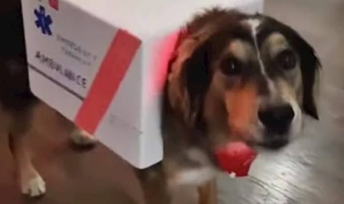 Obitelj je svoga psa obukla u "vozilo hitne pomoći", no pogledajte što se dogodilo kad su uključili sirene