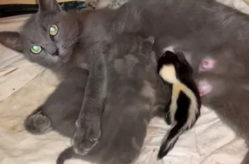 Mali tvor je ostao bez mame pa ga je ova mačka prihvatila kao svoju bebu.