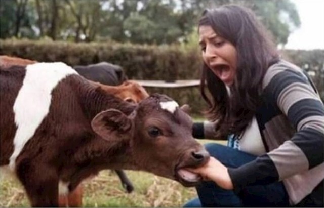 Mislila je da će druženje s kravama biti slatko iskustvo, međutim...